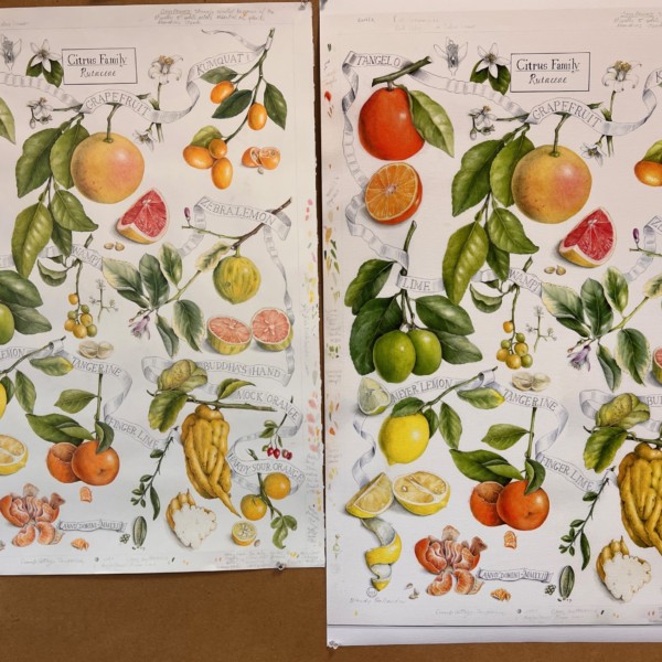 Citrus Family Original Art and Print
