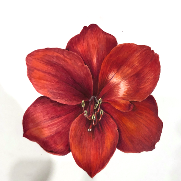 Deep Red Amaryllis