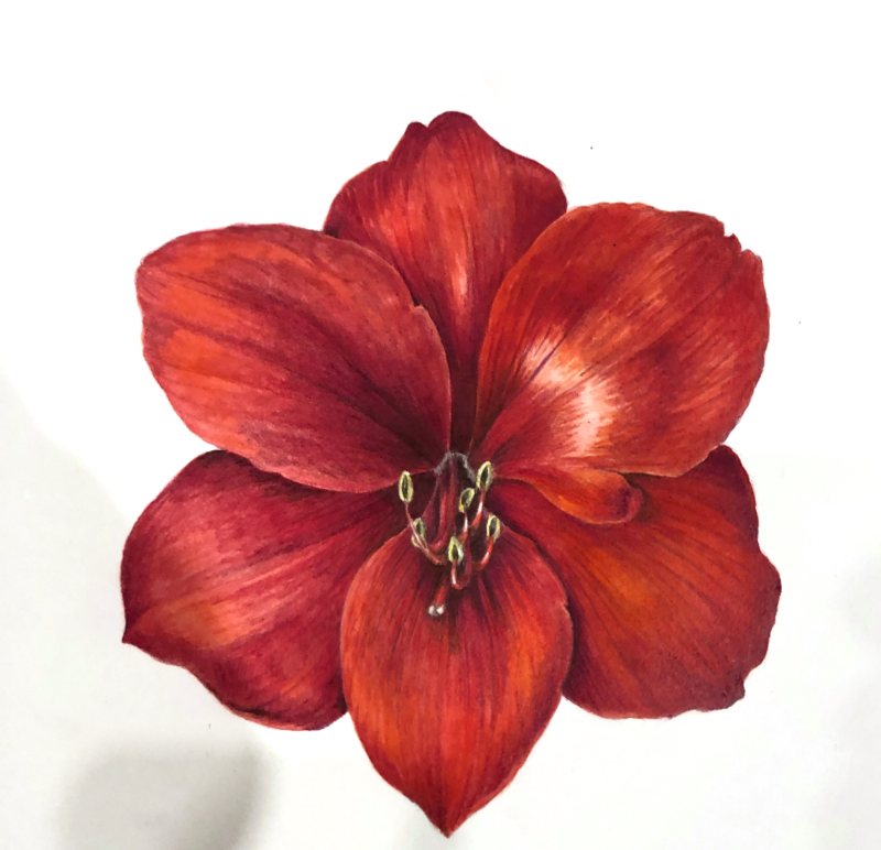 deep-red-amaryllis