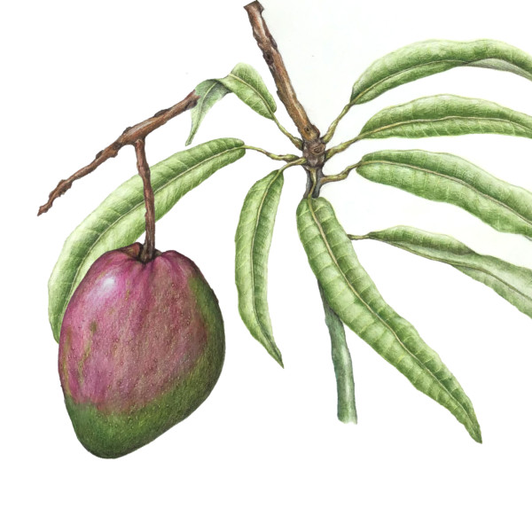 Machi's Mango-tree-new composition