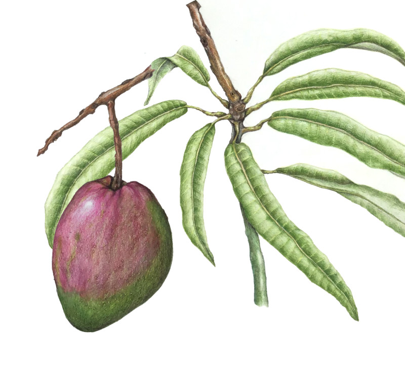 machis-mango-tree-new-composition
