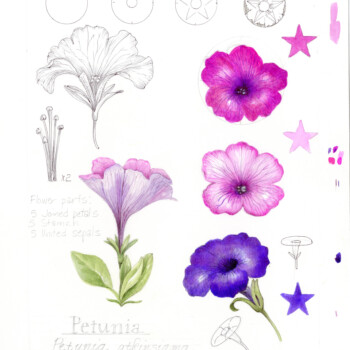 petuniasm
