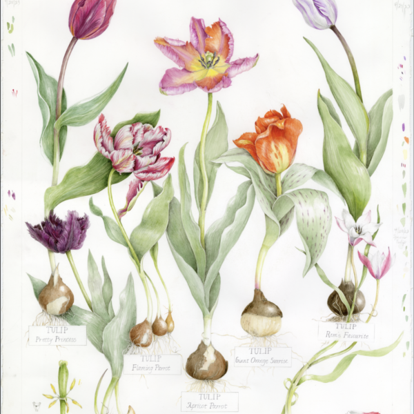 Tulipa - Liliaceaea Family