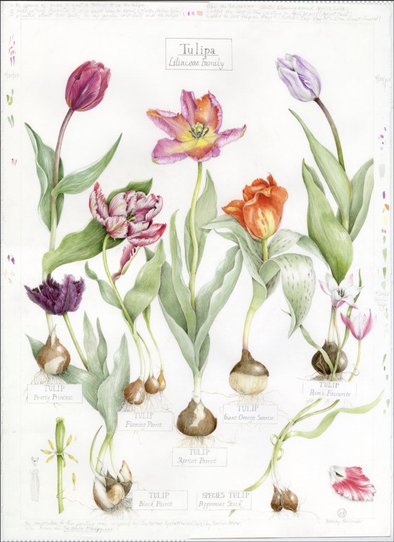 tulipa-liliaceaea-family