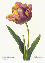pierre-joseph-redoute-tulip