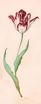 Historial Botanical Tulip Composition