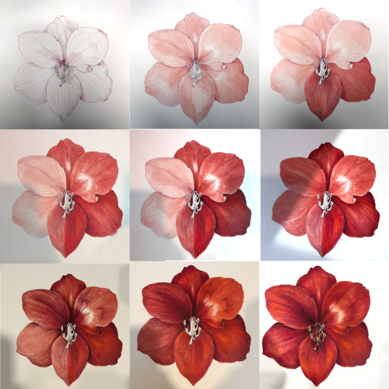 amaryllis-step-by-step-painting-a-dark-red-flower