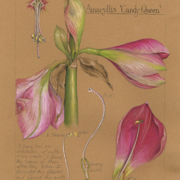 Amaryllis