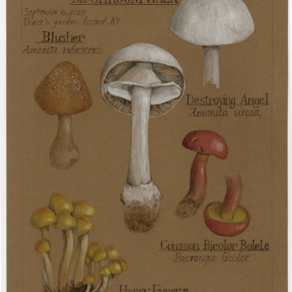 Mushroom Walk