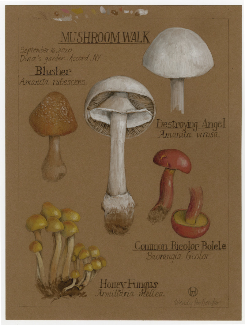mushroom-walk