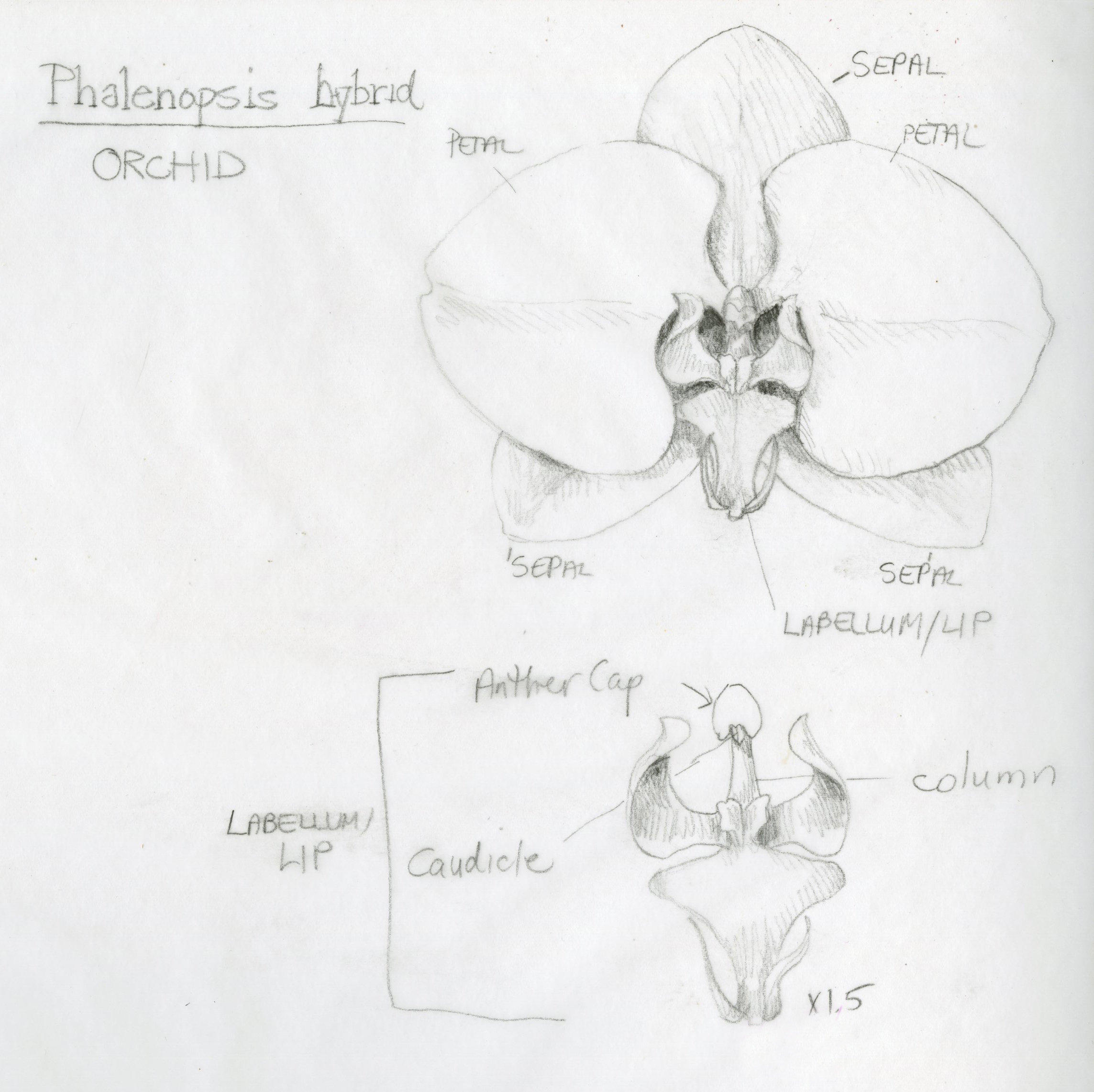 Structure of an Orchid