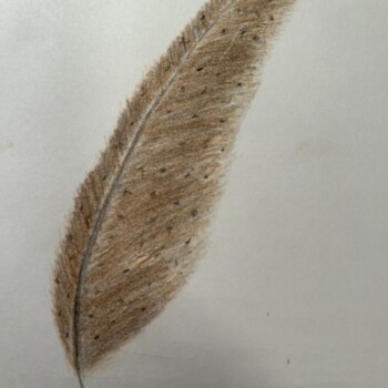 2023-11-13-feather