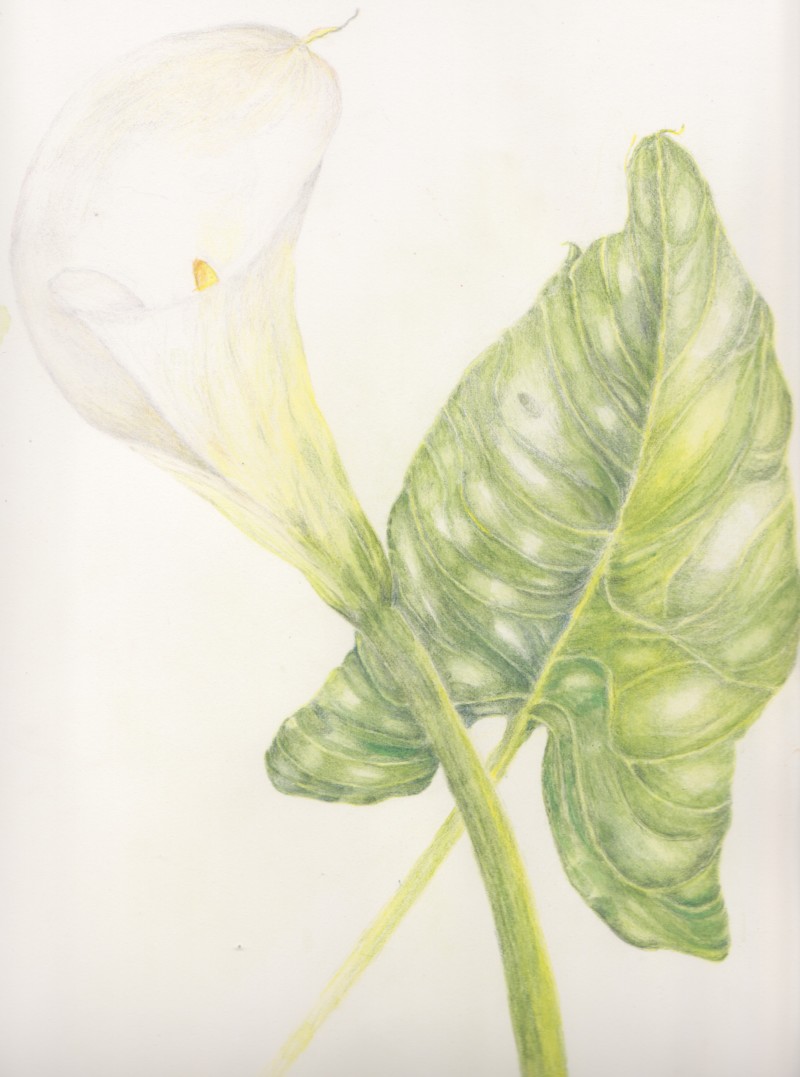 arum-lily