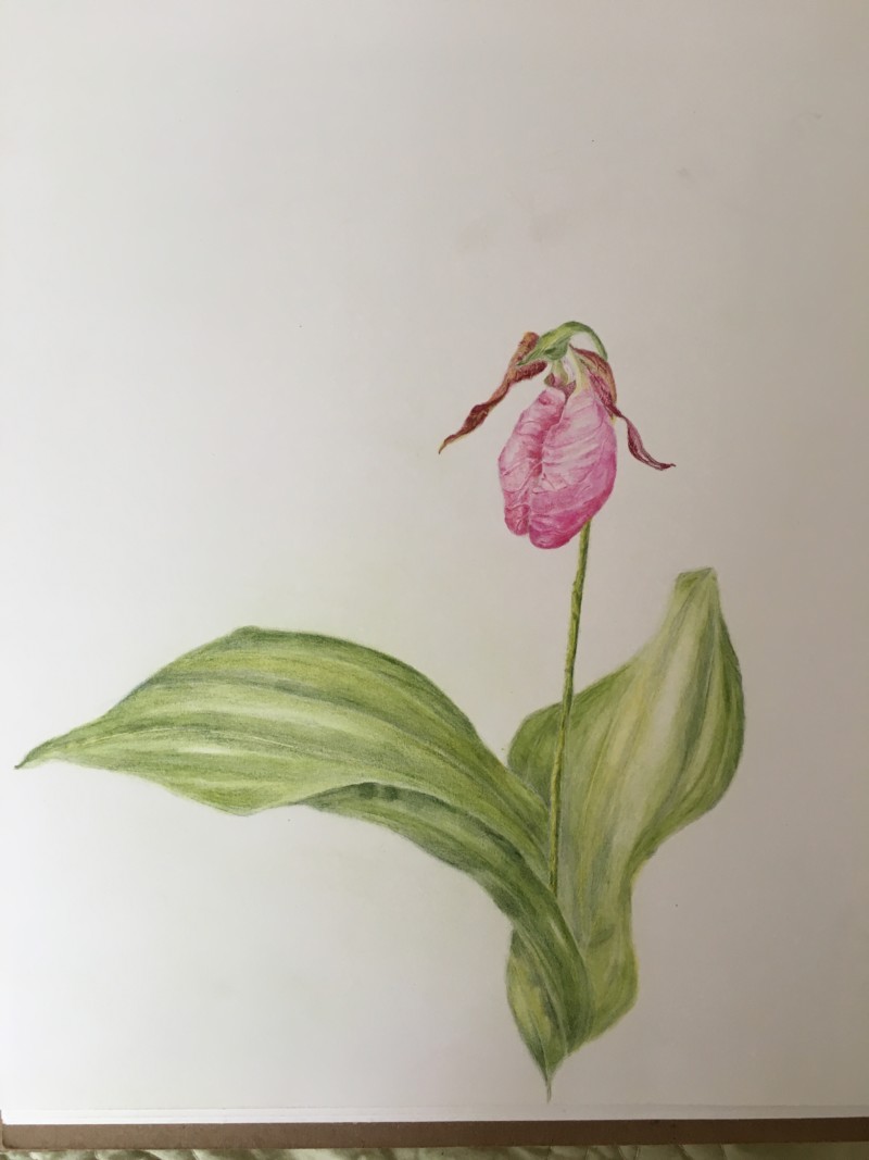 pink-lady-slipper