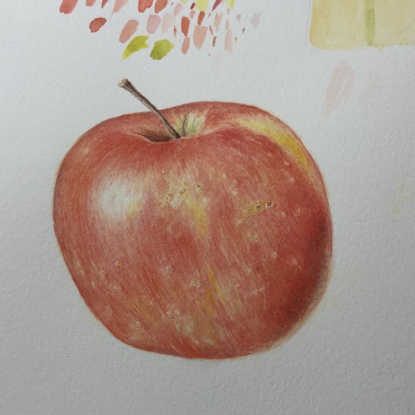 Apple, watercolor