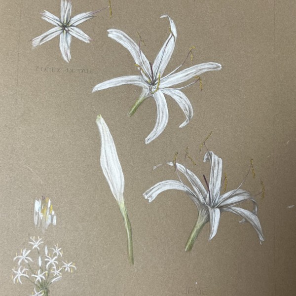 Spider Lily on Kraft paper