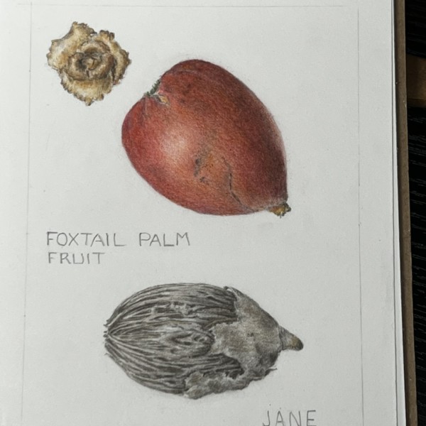 Foxtail Palm Fruit