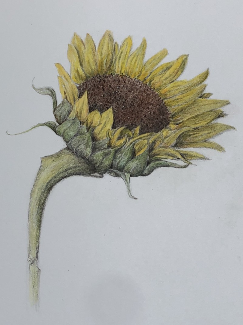 sunflower-2