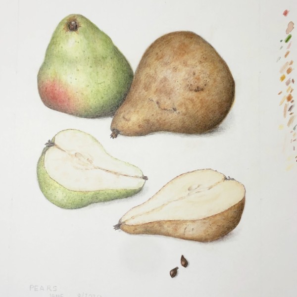 Pear workshop 2