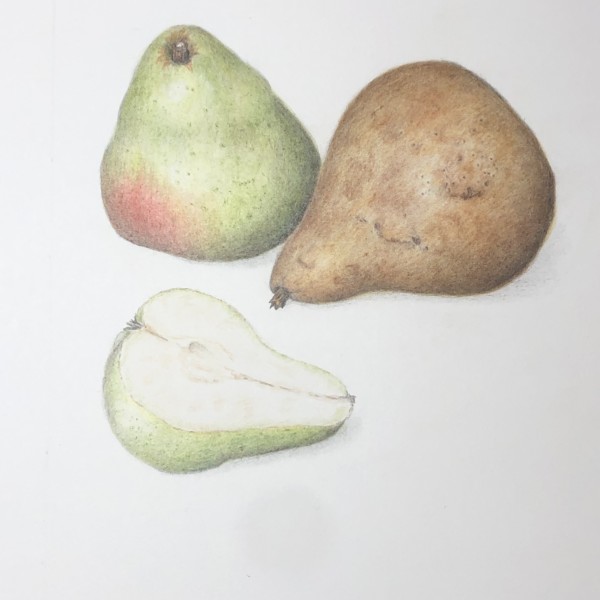 Pear workshop