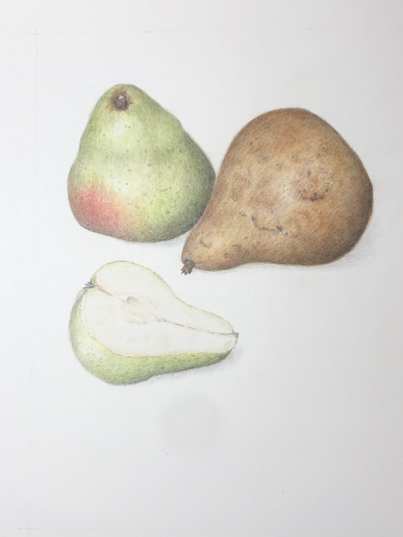 pear-workshop