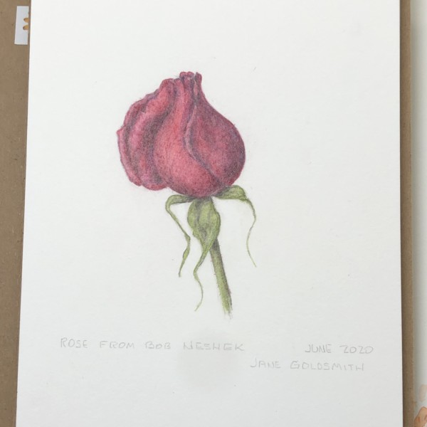 Rose from Bob Neshek