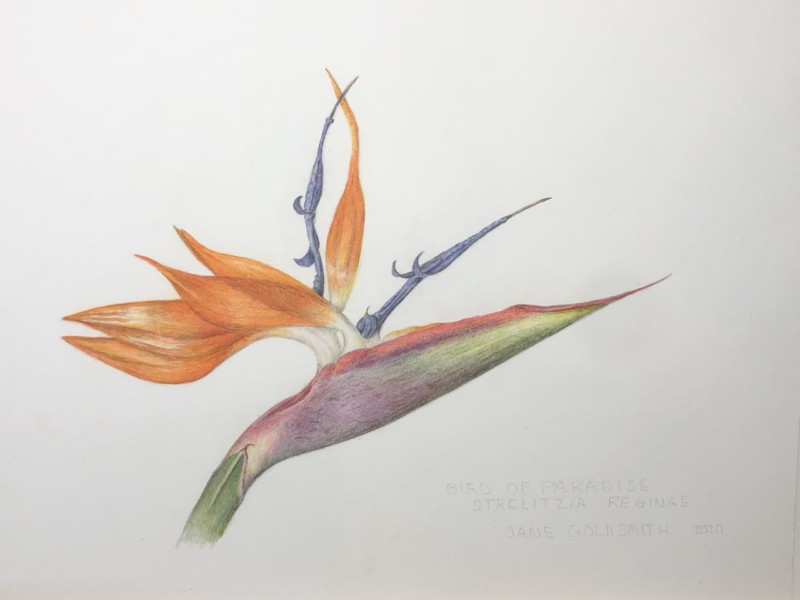 strelitzia-reginae