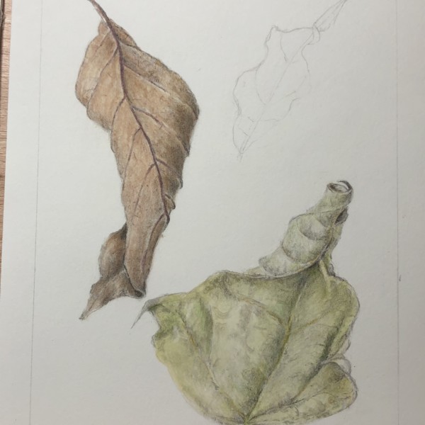 dry leaves2