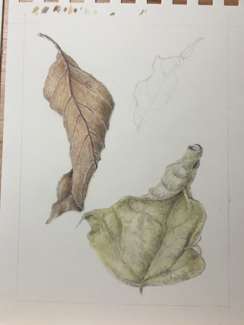 dry-leaves2