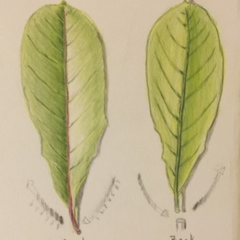 leaf-back