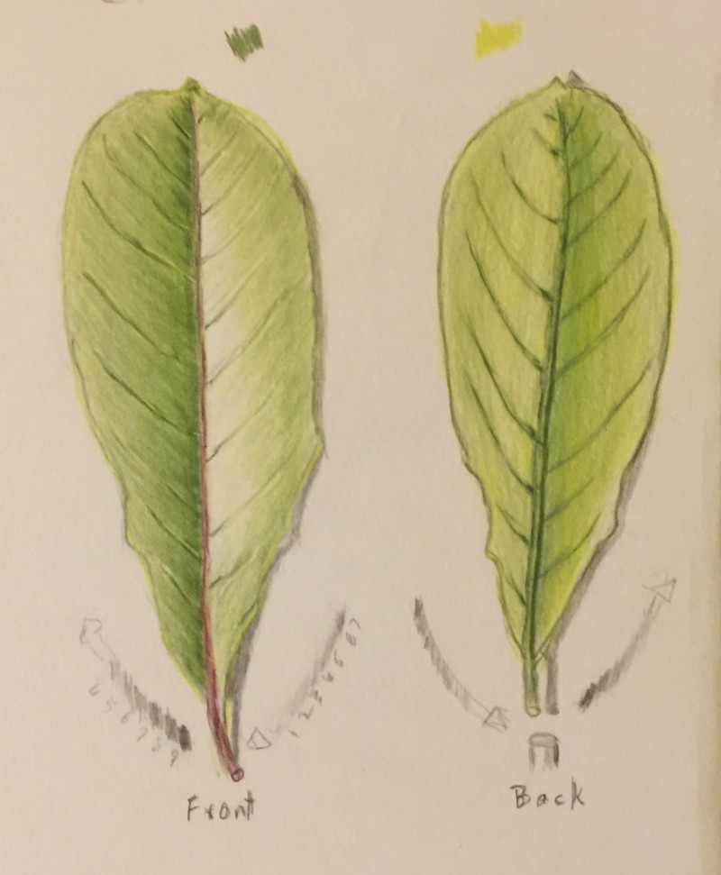 leaf-back