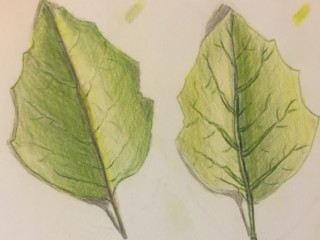 Leaf3