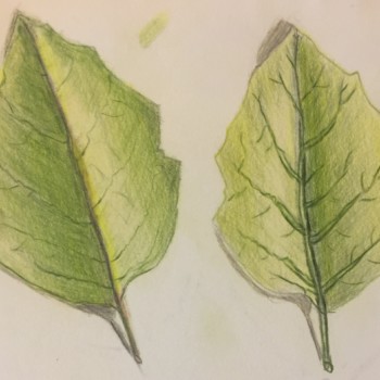 leaf3