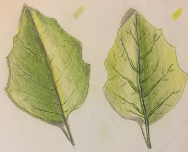 leaf3