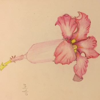 tubular-flower-2
