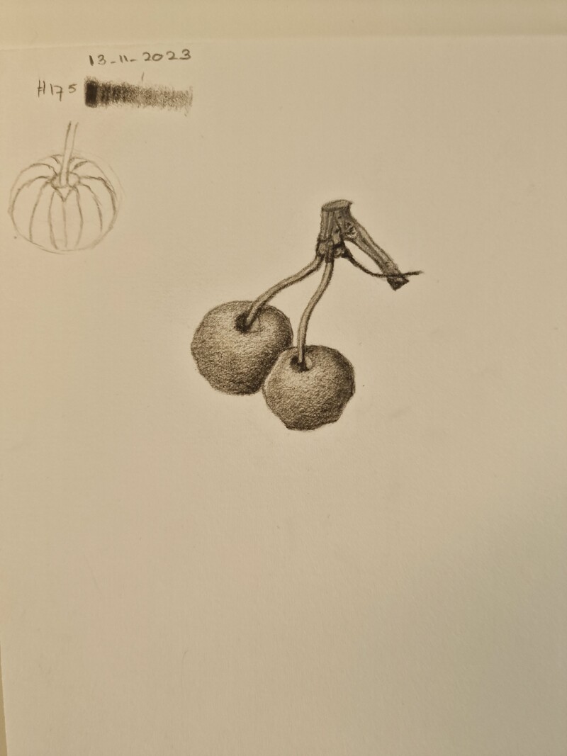 study-object-crabapples-13-11-2023