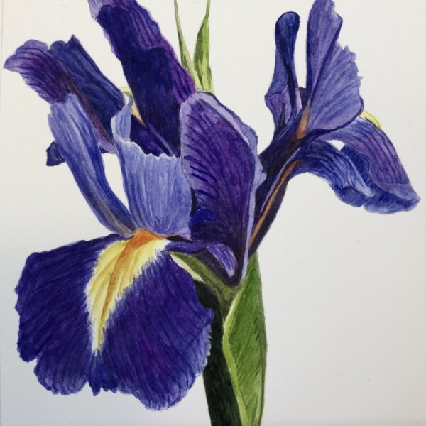 Iris for Iris with watercolor. Made this last februari during another course with watercolor. Now I started this course to learn how to work with pencils. In summer and spring I live to paint landscapes outside with watercolor. When the weather turns grey I like to study botanicals. Nice to be here!