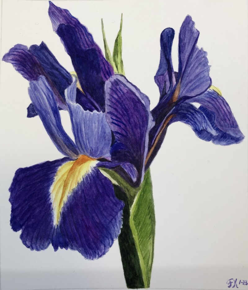 iris-for-iris-with-watercolor-made-this-last-februari-during-another-course-with-watercolor-now-i-started-this-course-to-learn-how-to-work-with-pencils-in-summer-and-spring-i-live-to-paint-landscap