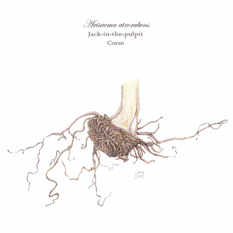a_atrorubens_corm_04_300dpi