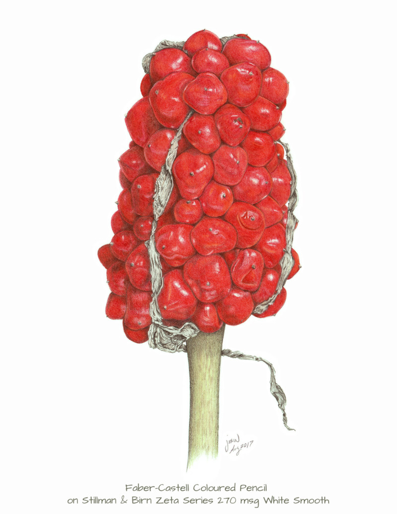 a_atrorubens_fruit-red_03b_300dpi-2