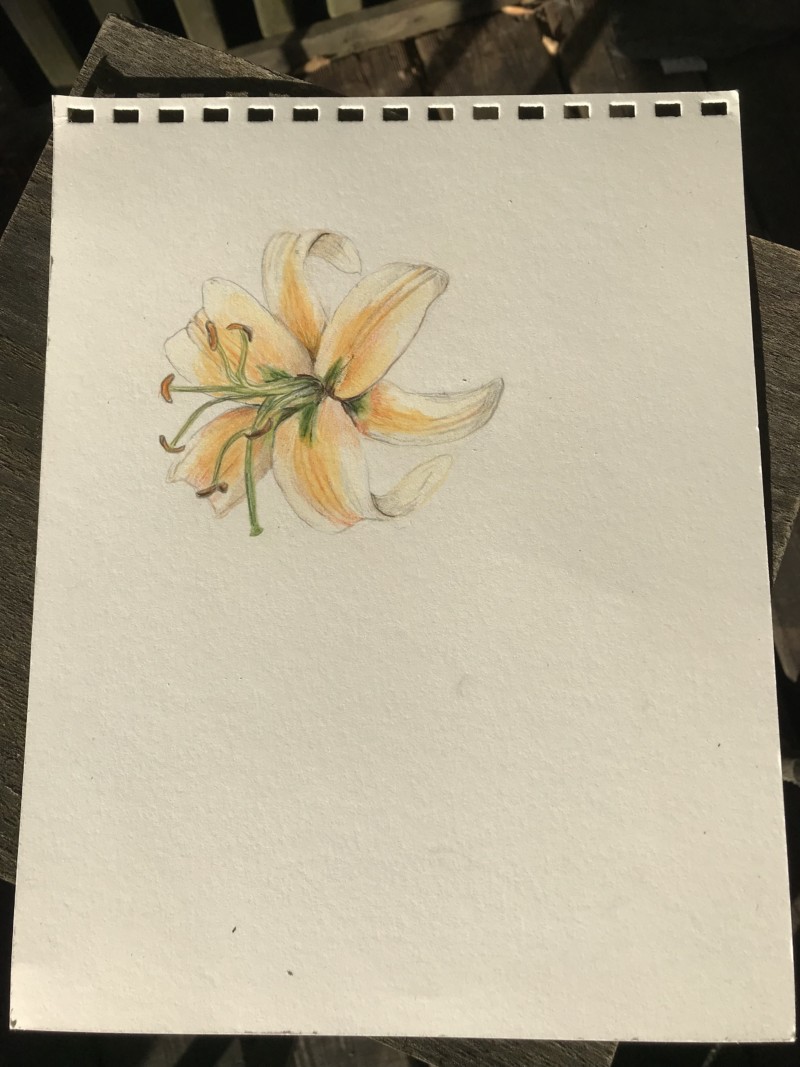 lily-from-my-garden-this-year