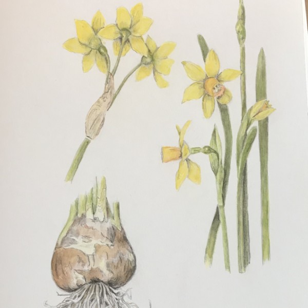 mini daffodils, Tête-à-tête variety
