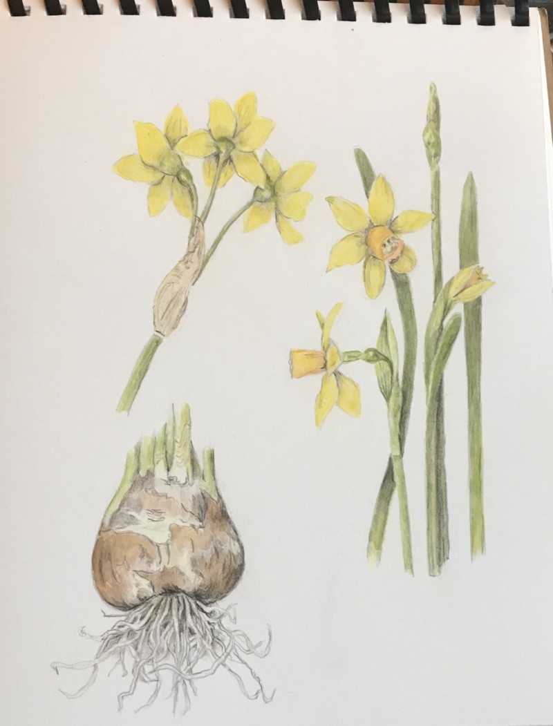 mini-daffodils-tete-a-tete-variety