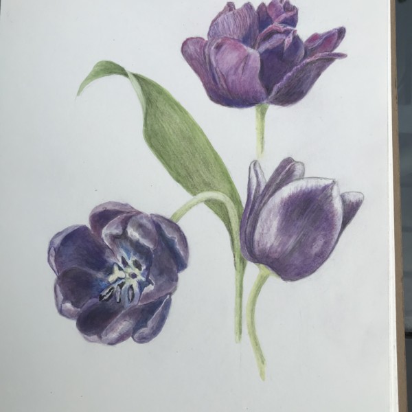 Black tulips, Step 2