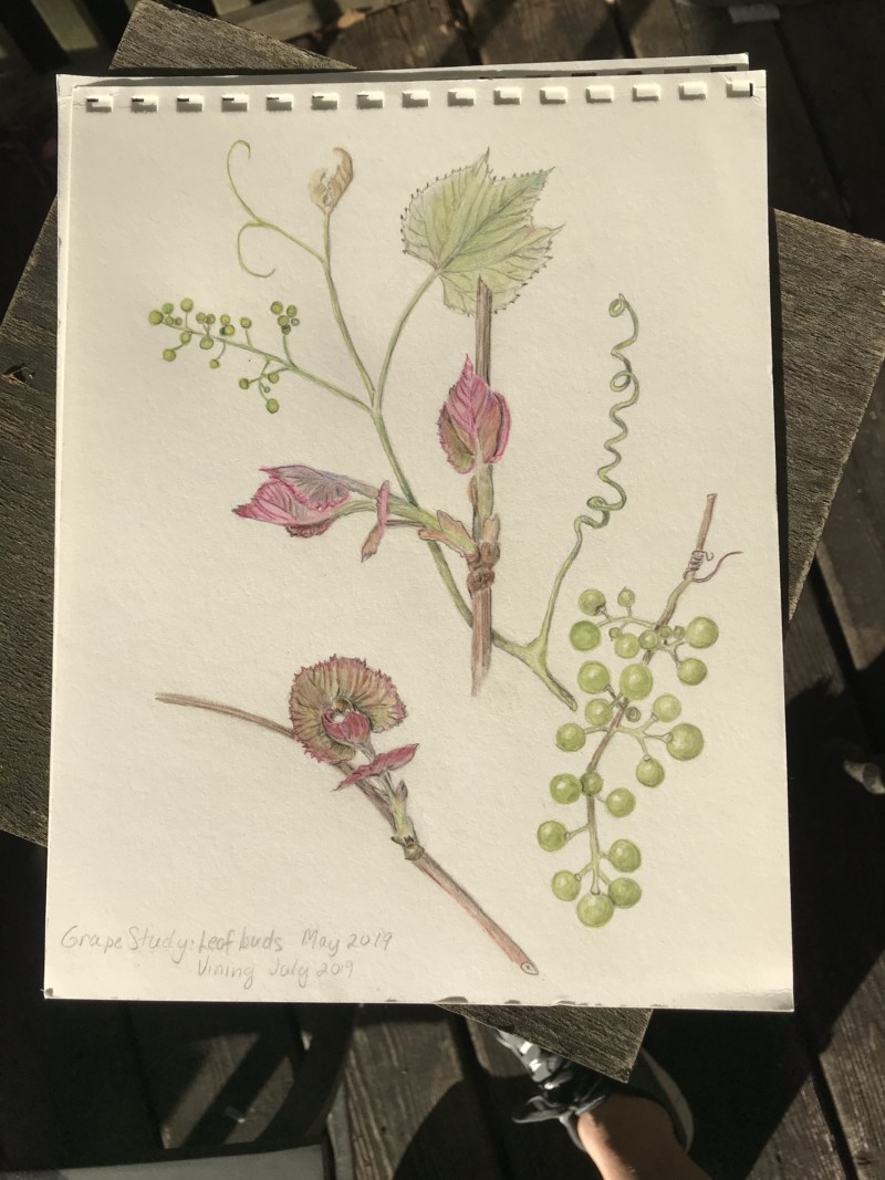 grapes-growth-study
