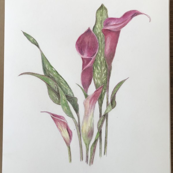 Calla Lily