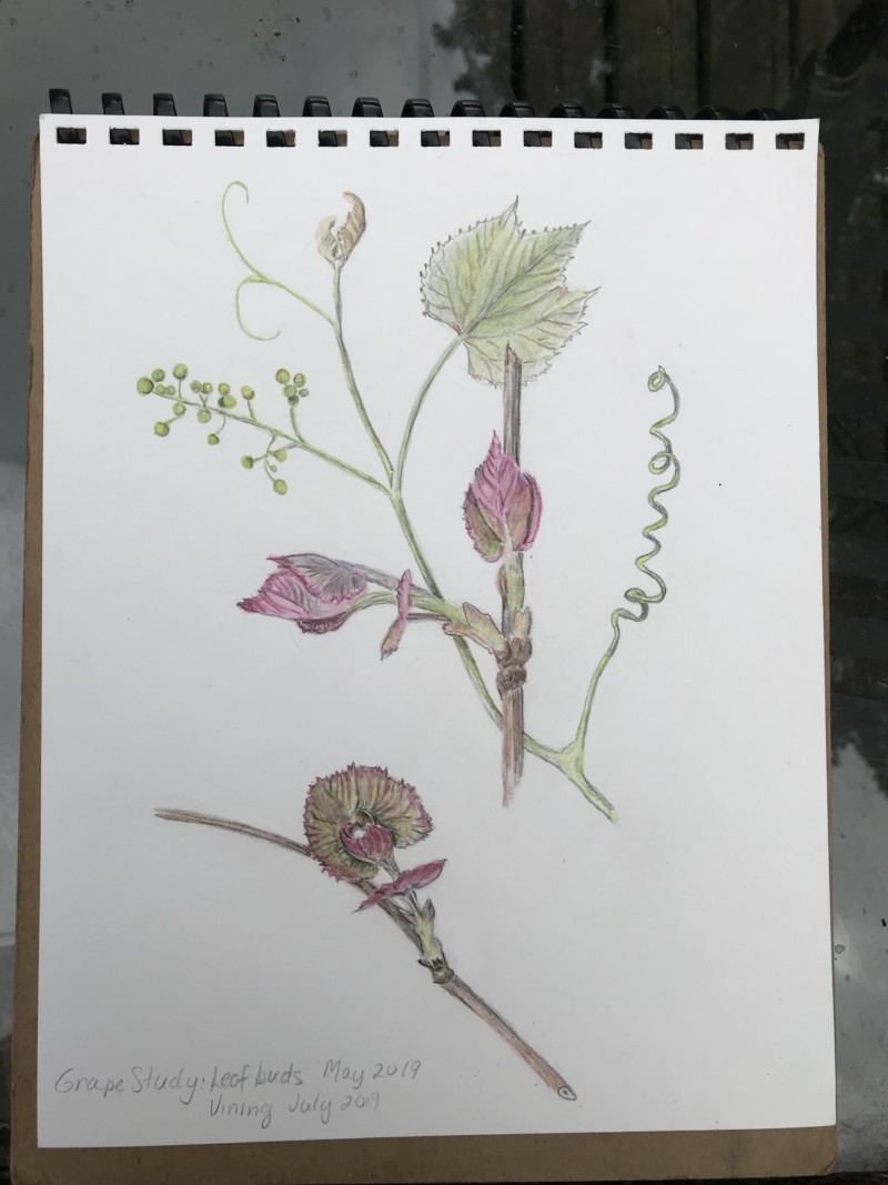grape-vine-study-page