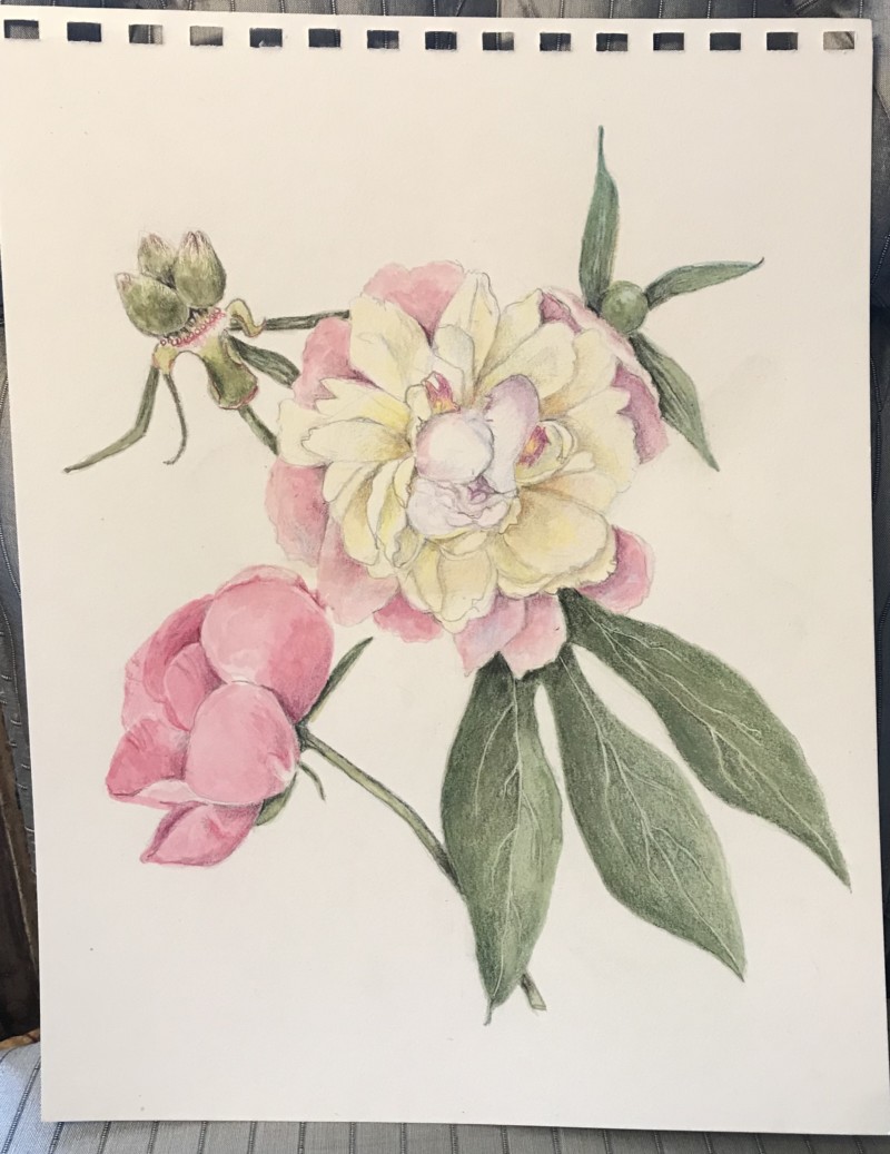 pink-peony