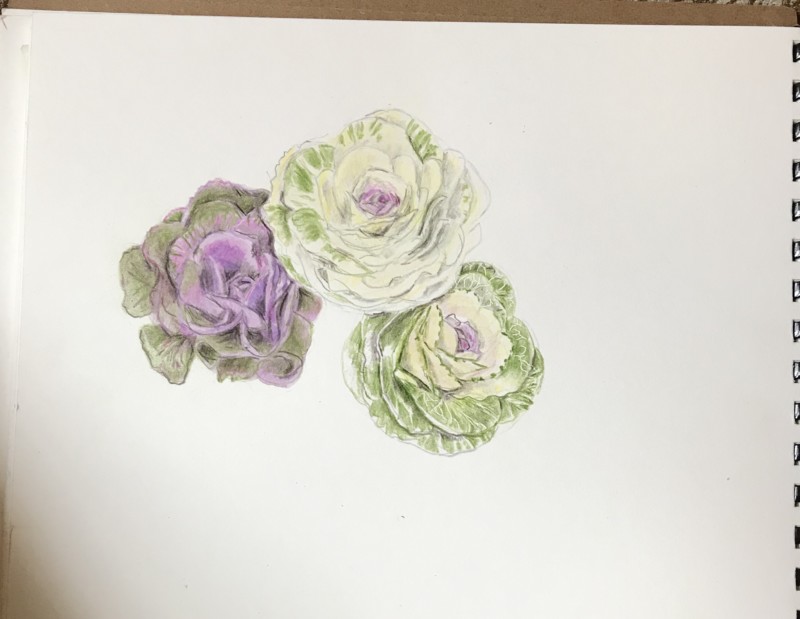 a-bouquet-of-cabbage-roses-brassica-variety