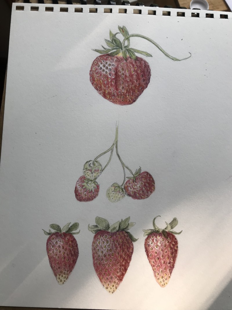 strawberries
